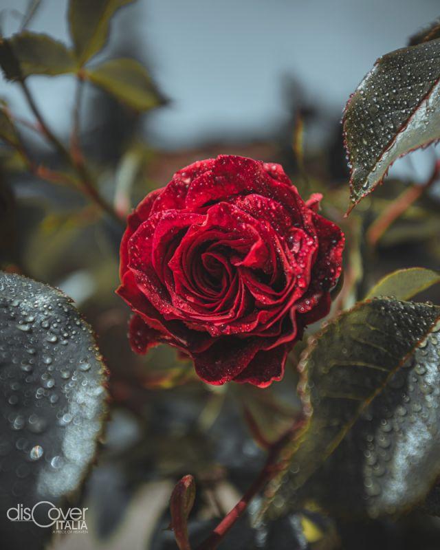 Ancient Roman Capua was the capital of perfume production