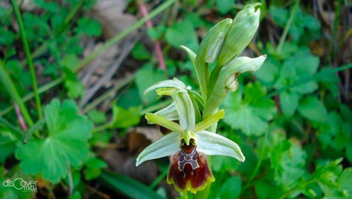 Ophrys cilentana