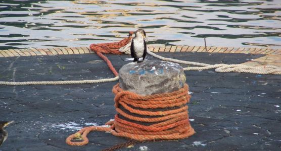 porto Ischia cormorano