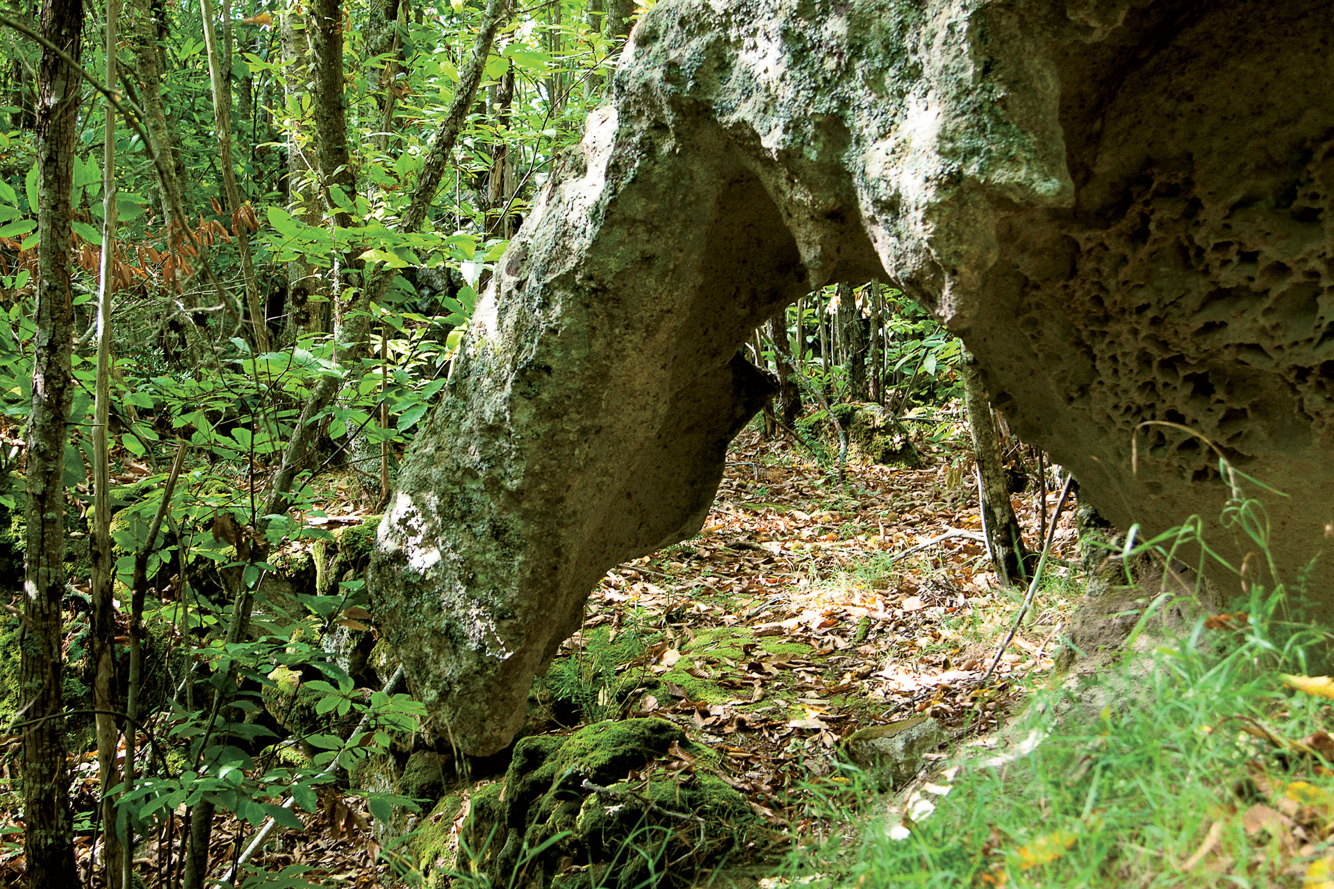 Bosco della Falanga