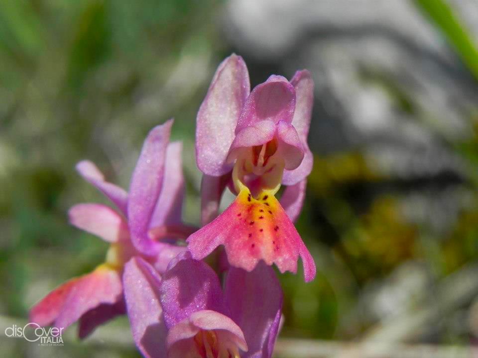 orchidea 3