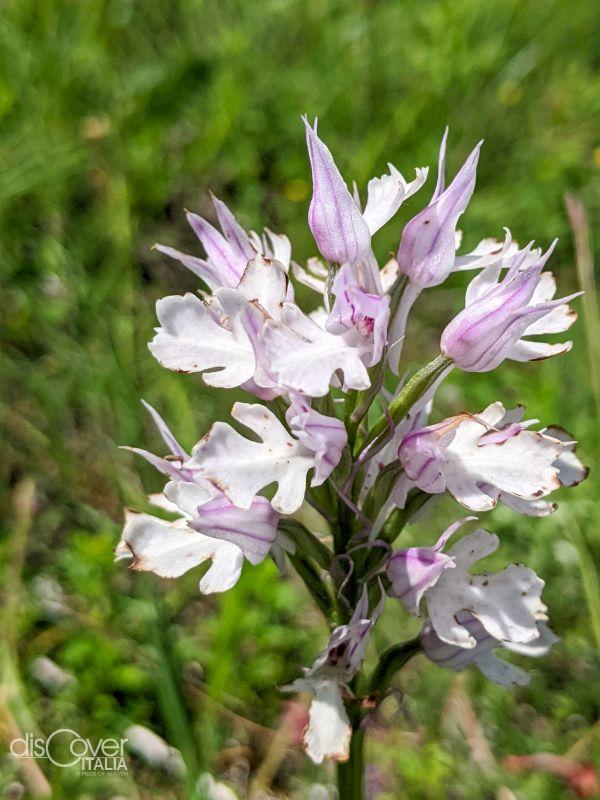 orchidea